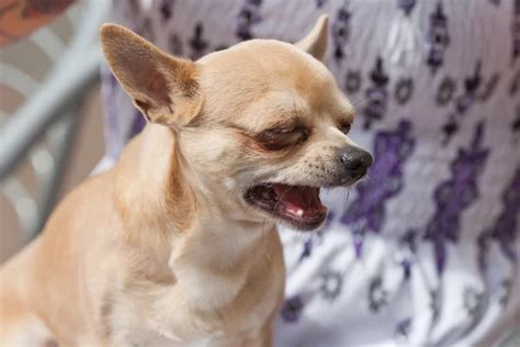 ᐈ Perro Llorando Imágenes De Stock Fotos Caras De Perros Tristes