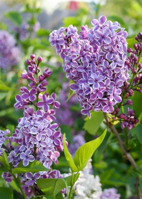 Lilac Sensation Tree Top Nursery And Landscape Inc