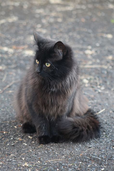 Mischka Chantilly Tiffany In 2020 Black Cat Cats Feline