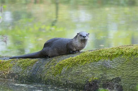 Otter Naturetrek Wildlife Holidays Flickr