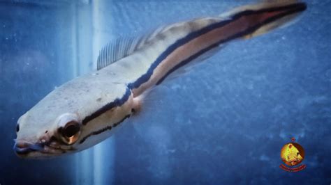 Bahkan di apartemen kecil atau kamar asrama perguruan tinggi atau. Ikan Toman, Ikan Hias Air Tawar, Aquarium. (Melihat Dari ...