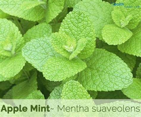 Apple Mint Facts And Health Benefits