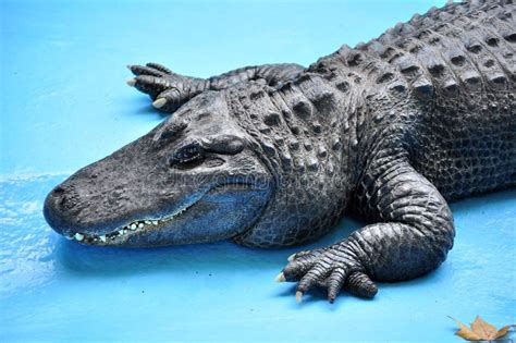 American Alligator Alligator Mississippiensis Stock Image Image Of