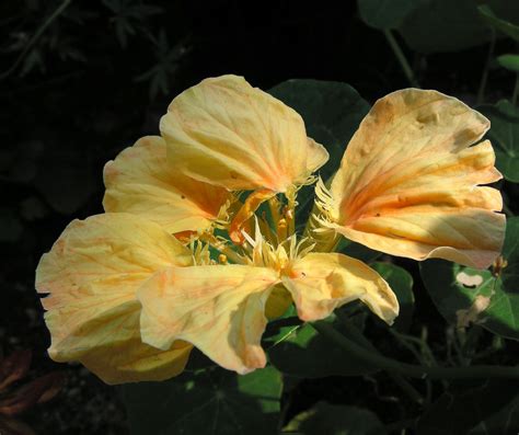 Fragile Nasturtium By Jocelyner On Deviantart Flower Photos