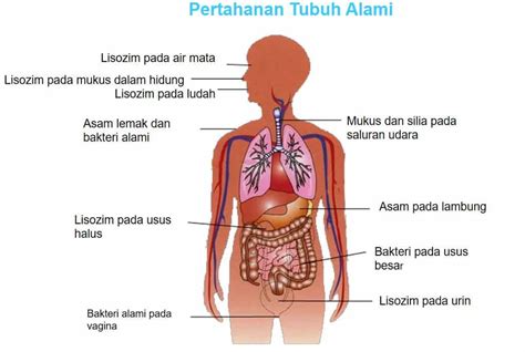 Gambar Organ Tubuh Pada Manusia Ar Production