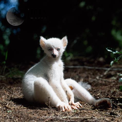 Ring Tailed Lemur Lemur Catta All White Baby Male Albino Lemur