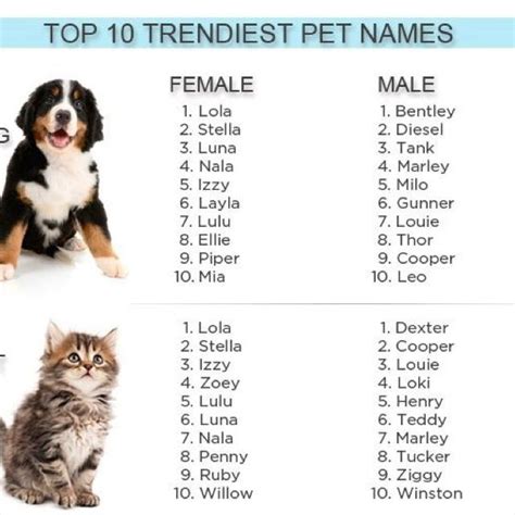 Fire nation names are influenced by chinese and japanese names, as well as various other asian cultures used throughout the avatar universe. LED Pet Collar - Blue / L | Boy puppy names, Kitten names ...