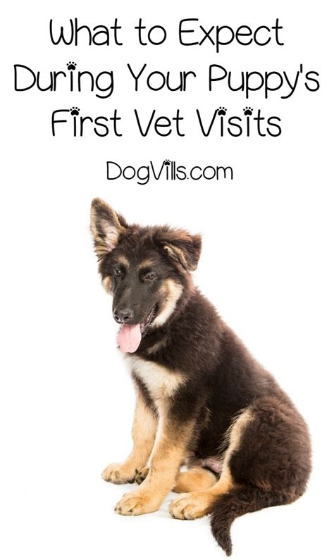 Your puppy's immune system is vitally. Puppy Care - All About the First Weeks of Vet Visits ...