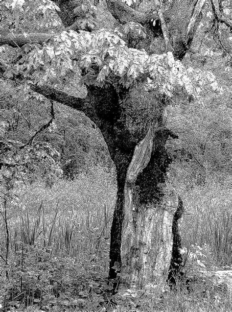 Broken Tree Photograph By Lori Seaman Fine Art America