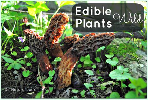 Edible Wild Plants Taking A Walk On The Wild Side