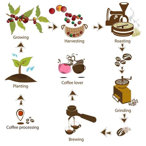 From Bean To Brew The Intriguing Coffee Manufacturing Process
