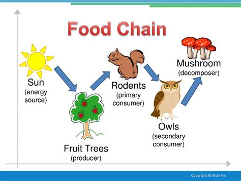 Temperate Deciduous Forest Food Web