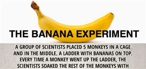 The Banana Experiment — What You Need To Know