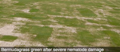 The species was named to commemorate an 18th century zoysia grass also has a deep root system allowing it to more effectively extract water from greater soil depths. January 2009 - Viridescent - the Asian Turfgrass Center blog