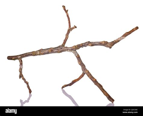 Dry Tree Branch With Reflection Isolated On White Stock Photo Alamy