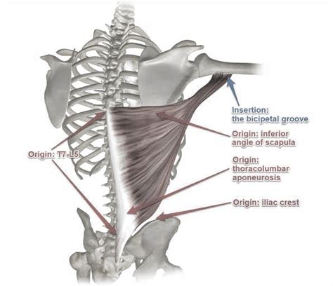 Latissimus Dorsi Muscle Pt Master Guide