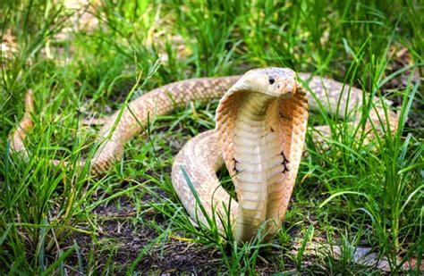 King Cobra Description Habitat Image Diet And Interesting Facts