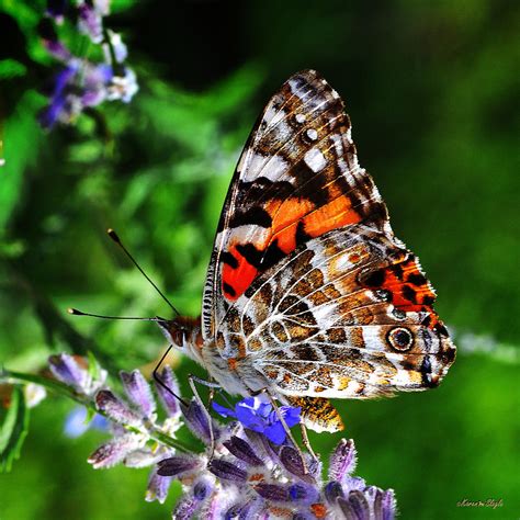 Painted Lady Butterfly Photograph By Karen Slagle