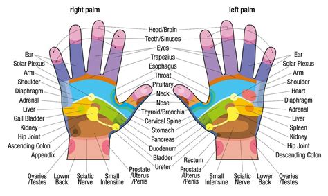 Reflexology Hand Chart Printable Customize And Print