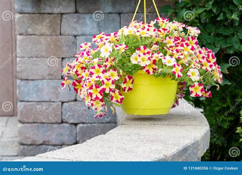 Hanging Flowerpot Of Colorful Variegated Petunias Stock Photo Image