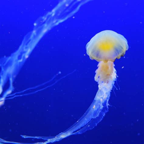 Jellyfish And Sea Jellies Are The Informal Common Names Given To The