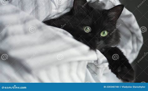 Black Fluffy Cat With Green Eyes Lies Wrapped In A Blanket With Its