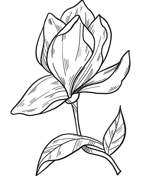 Magnolia Flower Coloring Page Colouringpages