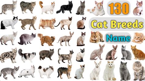 Cat Breeds Vocabulary Ll 130 Cat Breeds Names In English With Pictures