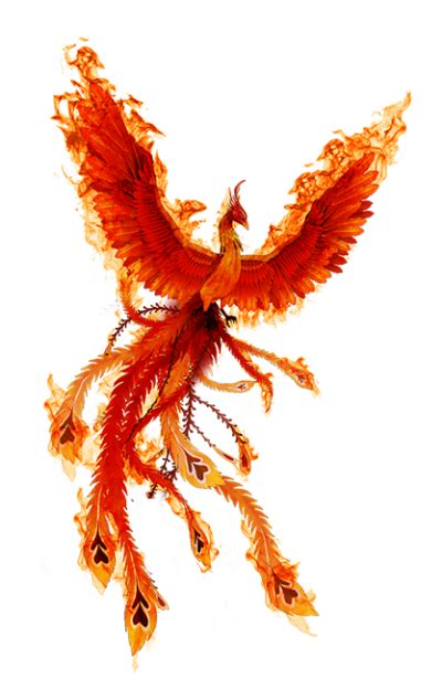 Phoenix Transparent Png By Darkmagician1211 On Devian