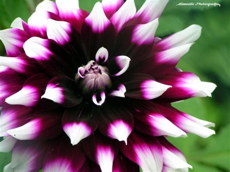 White Purple Dahlia Plant And Nature Photos Manuelar