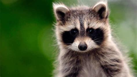 8 Facts About Raccoons Explore Awesome Activities And Fun Facts Cbc