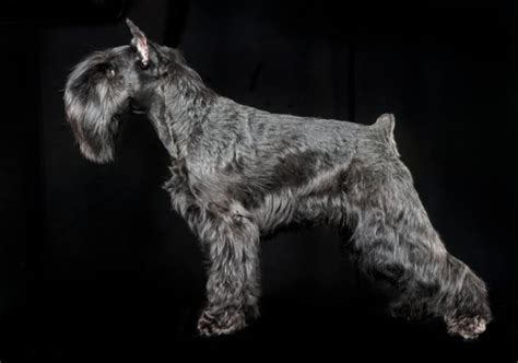 Docking Schnauzers Tails And Cropping Ears Is It Legal The