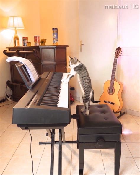 9gag Cat Playing The Piano