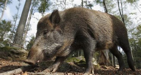 You Won't Believe How Much Wild Pig Populations Are Costing the U.S.