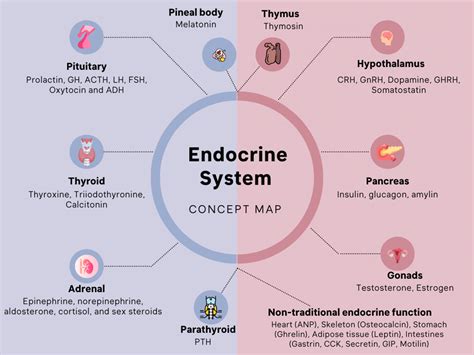 Anatomy The Endocrine System Endocrine System Endocrine Concept Map