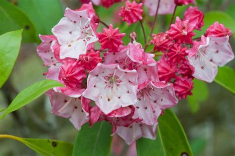 Rhododendron Mountain Laurel And Flame Azalea