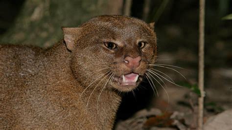 Get Up Close With A Jaguarundi The Otter Cat