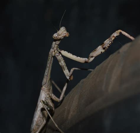 Praying Mantis Gray Photograph By Chris Carswell Fine Art America