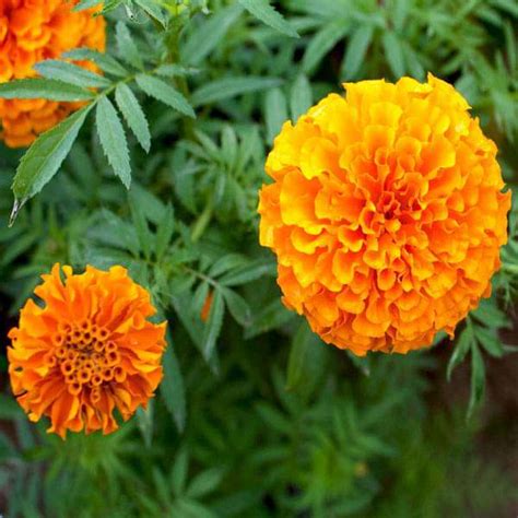 Buy Marigold F 2 Orange Dwarf Double Flower Seeds Online From