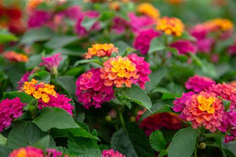 Pictures Of Lantana In The Garden In A Hanging Basket And 4 Little Ones