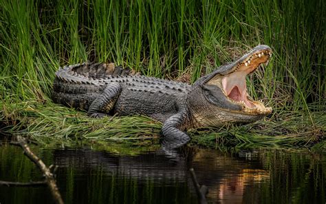 Alligator Lake Swamp Predator F Wallpaper 2880x1801 719422