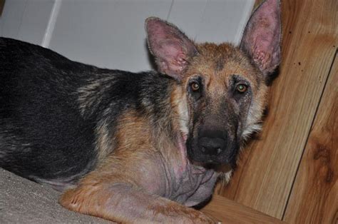 German Shepherd Dog Forums View Single Post Major Skin Problem In A