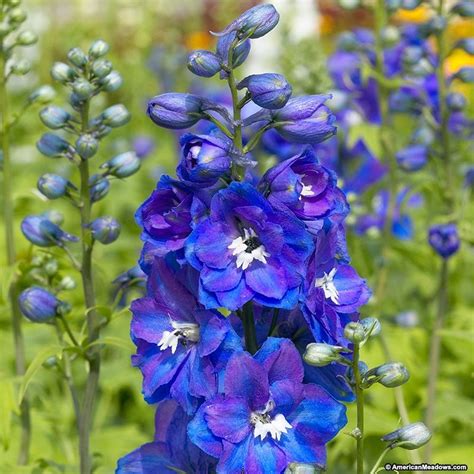Guardian Blue Delphinium Delphinium Flowers Blue Delphinium Blue