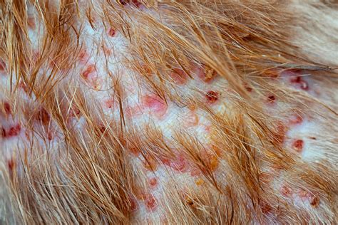 Doenças De Pele Em Cães Mais Comuns E Seus Tratamentos Veterinária