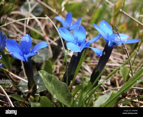 Spring Gentian Gentiana Verna Blooming Austria Stock Photo Alamy