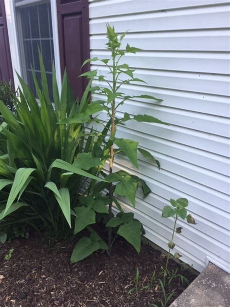 Unknown Single Stalk Tall Plant Growing In My Landscape 565690 Ask