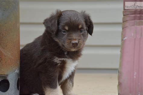 Find australian shepherd puppies in canada | visit kijiji classifieds to buy, sell, or trade almost anything! Benfield: Miniature Australian Shepherd puppy for sale ...