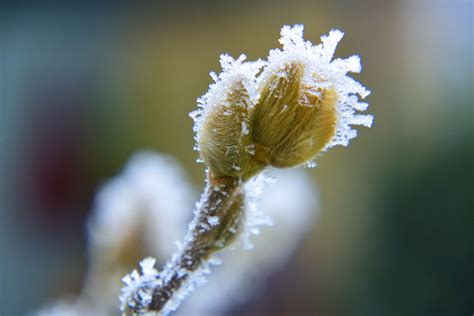 무료 이미지 자연 분기 감기 이슬 사진술 햇빛 꽃잎 서리 화분 식물학 겨울 왕국 닫기 플로라 시즌
