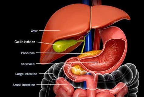 Signs To Look For When Dealing With Different Gallbladder Conditions Lifedaily