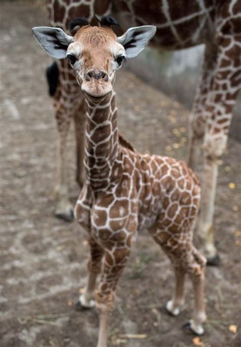 Baby Giraffe Cute Baby Animals Animals Baby Animals